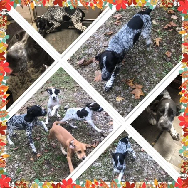 A baby medium-sized male Black Pointer dog named Birch for adoption in Buckhannon, WV