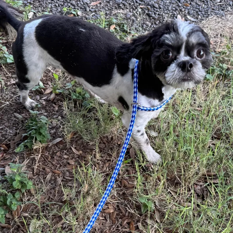 A young small-sized male Shih Tzu dog named Ozzy for adoption in Pearsall, TX