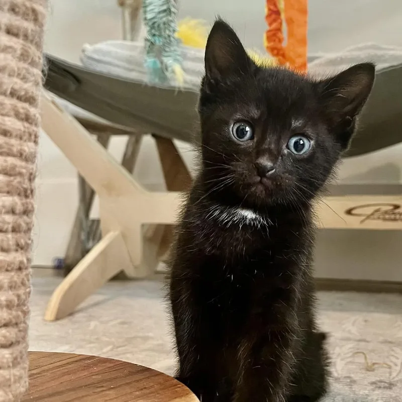 A baby small-sized male Black Domestic Short Hair cat named Nigel for adoption in Duck River, TN