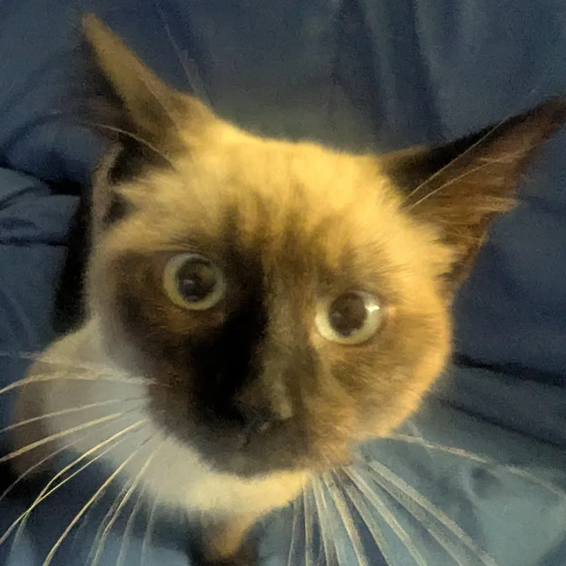 A young medium-sized male Siamese cat named Antler for adoption in Blue Earth, MN