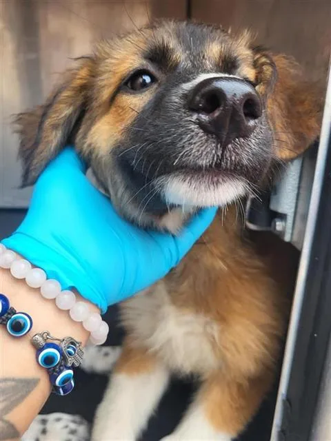 A baby medium-sized female Akita dog named Suki for adoption in San Antonio, TX
