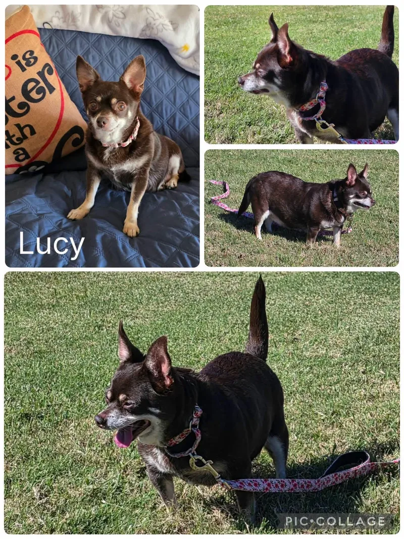 An adult small-sized female Tricolor (Brown, Black, & White) Chihuahua dog named Lucy for adoption in Enterprise, AL