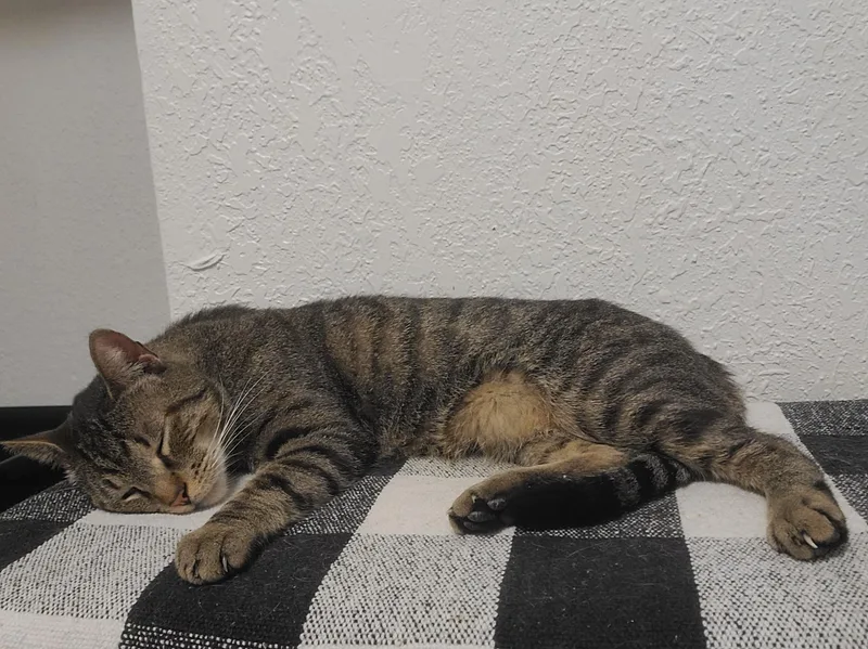 Mr Moo! Aka Isamu thumbnail 5