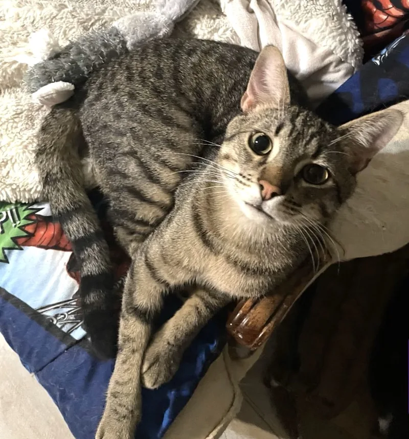 Mr Moo! Aka Isamu thumbnail 6