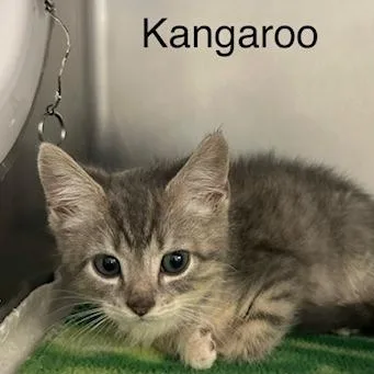 A baby small-sized male Gray / Blue / Silver Domestic Short Hair cat named Kangaroo for adoption in Knoxville, TN