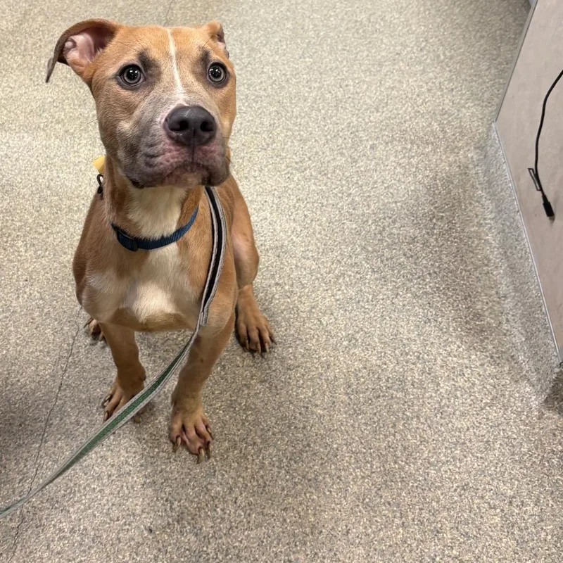 An adult medium-sized male Yellow / Tan / Blond / Fawn Mixed Breed dog named Tobias for adoption in Jacksonville, FL