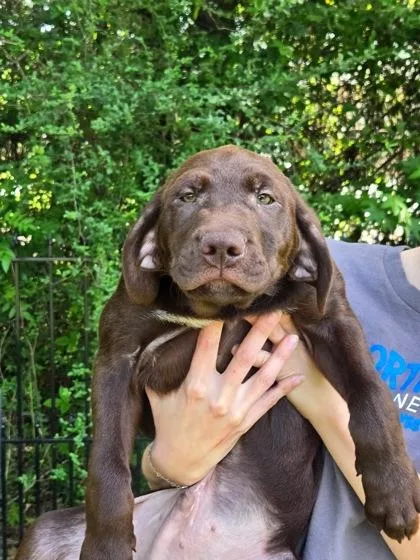 A baby large-sized male Mixed Breed dog named Forest for adoption in Covington, LA