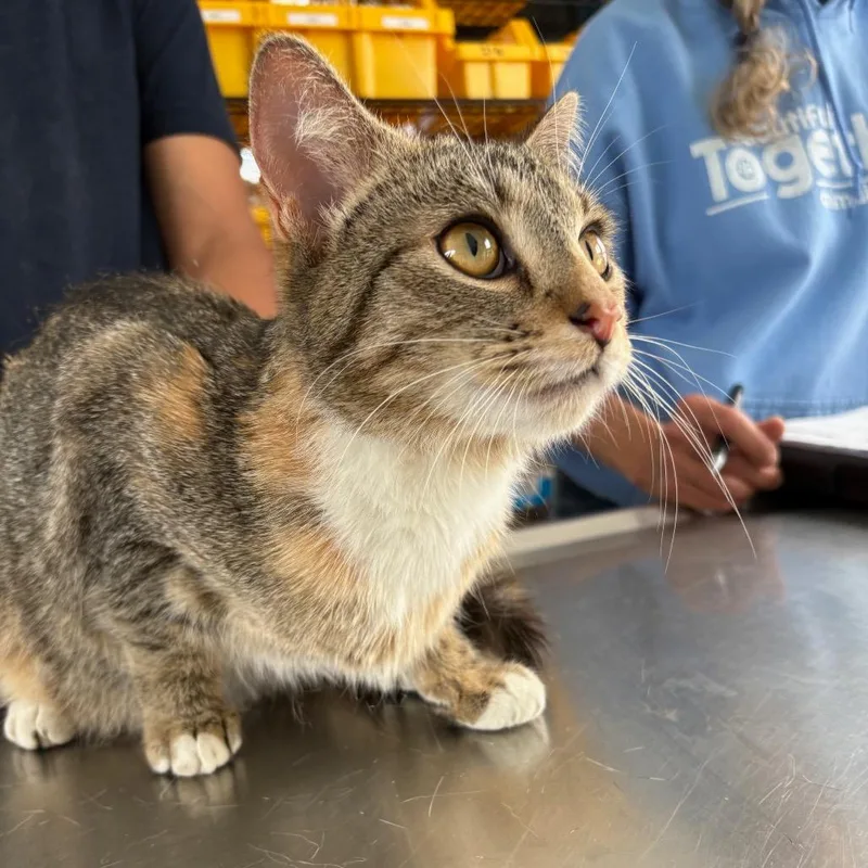 An adult medium-sized female Black Domestic Short Hair cat named Meadow for adoption in Chapel Hill, NC