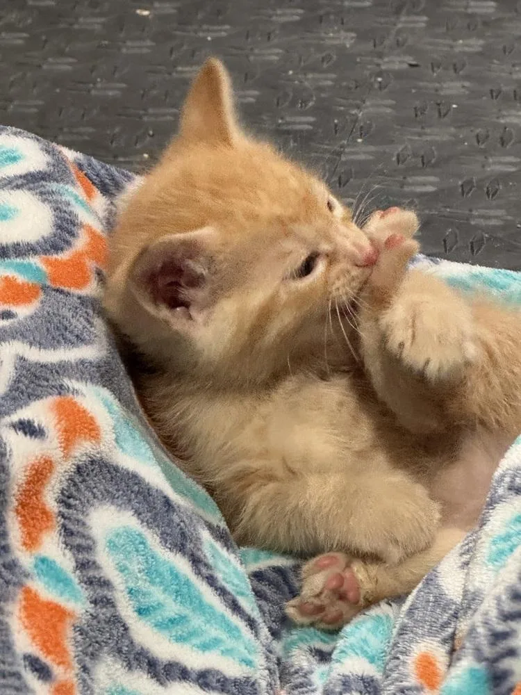 A baby small-sized male Orange & White Domestic Short Hair cat named Sunny for adoption in Lincoln, NE