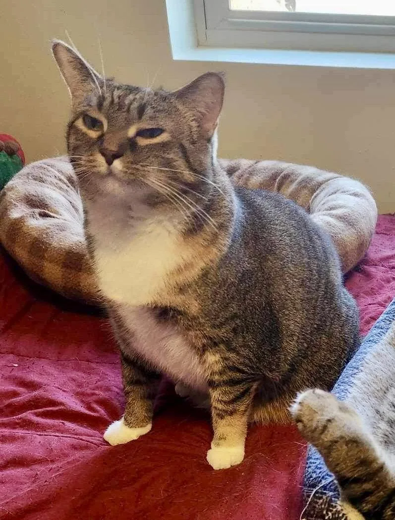 An adult medium-sized female Domestic Short Hair cat named Aster for adoption in Detroit Lakes, MN