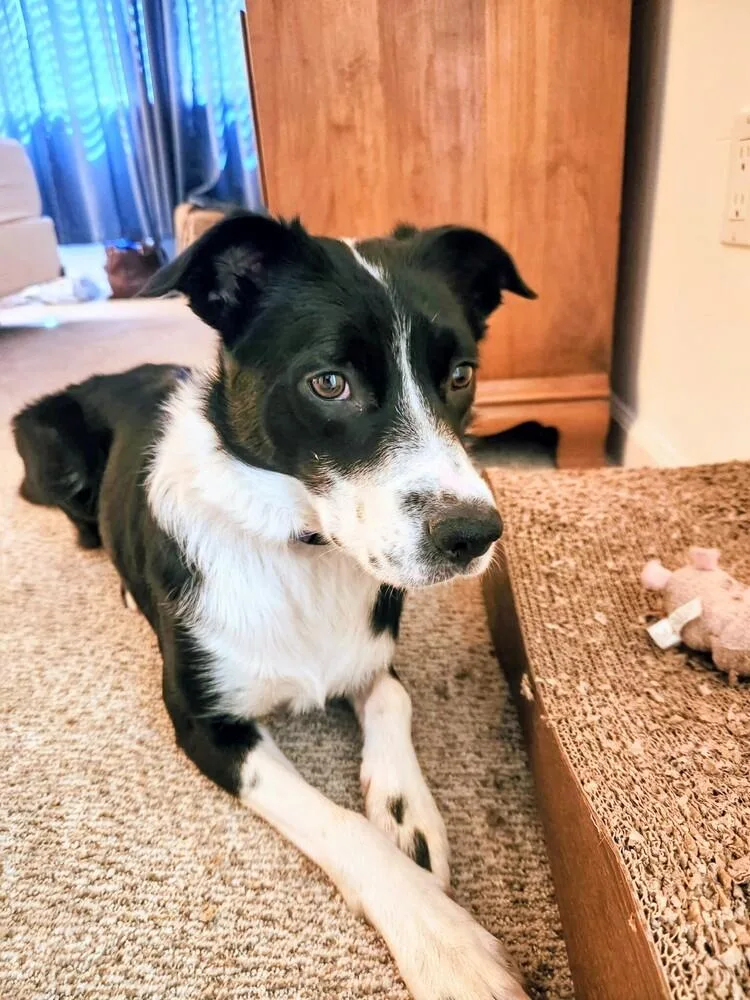 An adult medium-sized female Border Collie dog named Matilda for adoption in Evergreen, CO