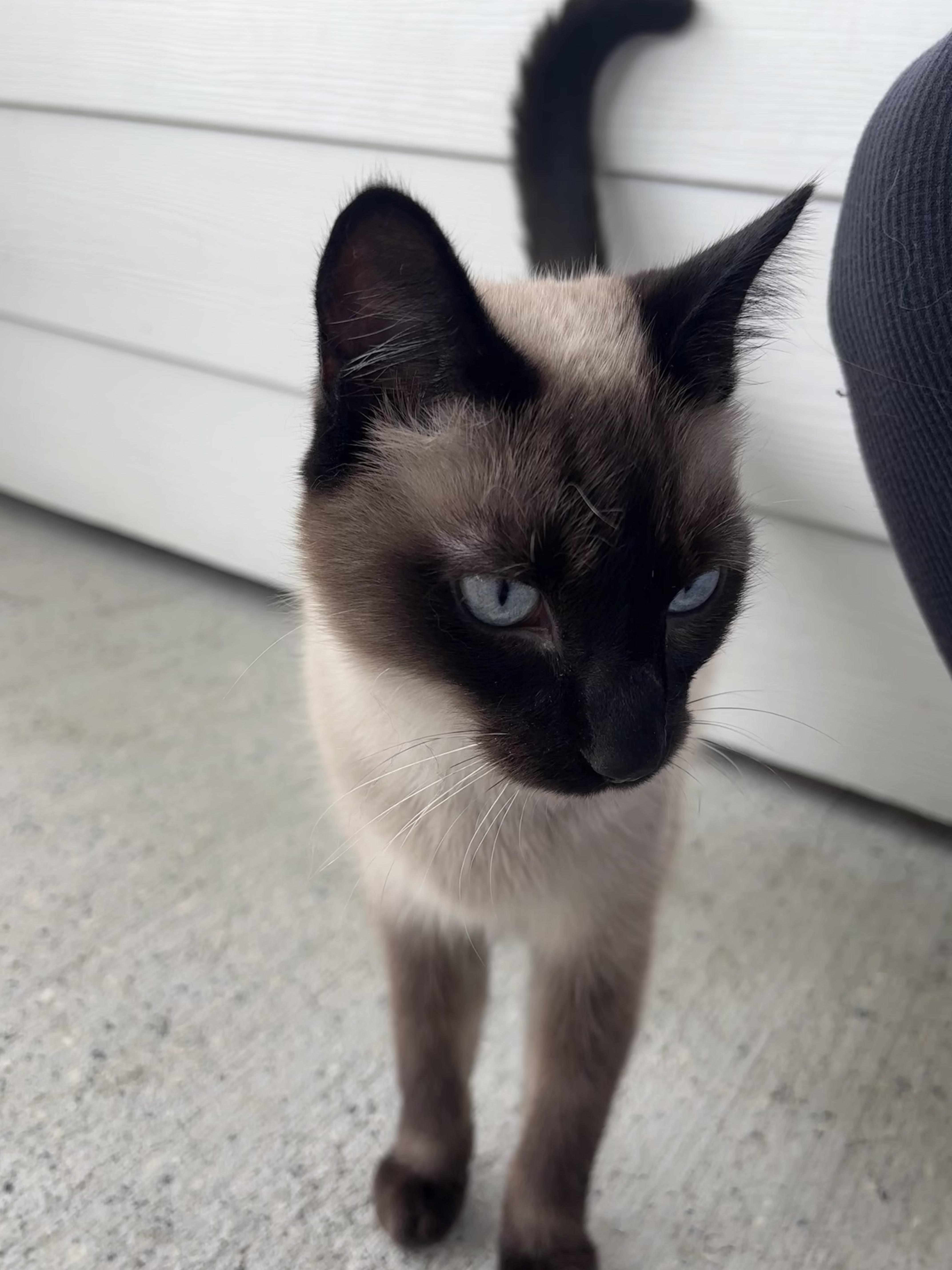 An adult medium-sized male Chocolate Point Domestic Short Hair cat named Theo for adoption in Franklin, IN