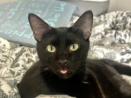 An adult medium-sized male Black Domestic Short Hair cat named Apollo for adoption in Oakland, CA