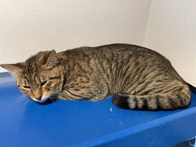 An adult large-sized male Domestic Short Hair cat named Ben for adoption in Grand Prairie, TX