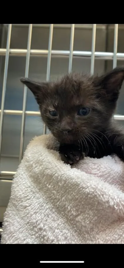 A baby small-sized female American Shorthair cat named Babka for adoption in North Richland Hills, TX