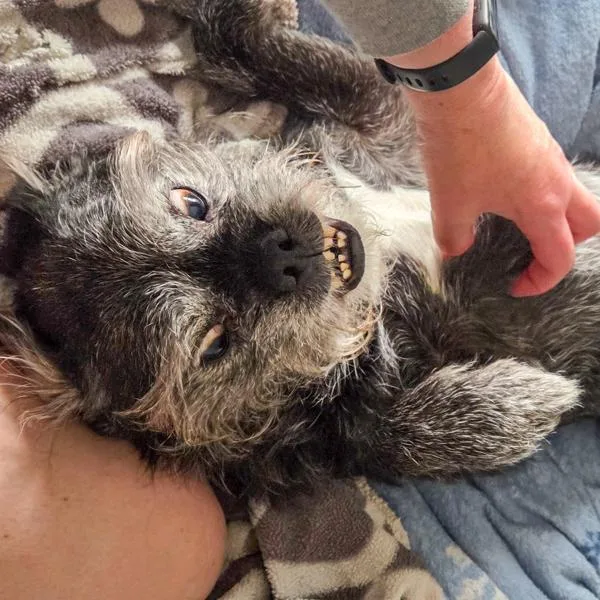 A senior small-sized male Pug dog named Merry for adoption in Des Moines, IA