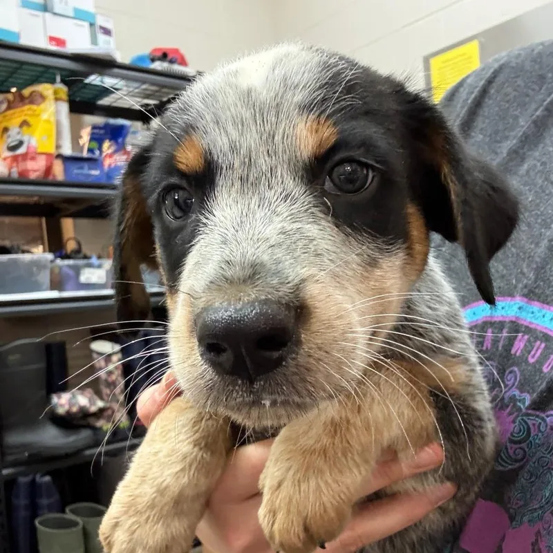 A baby small-sized male Australian Cattle Dog / Blue Heeler dog named Dumpling for adoption in Ardmore, OK