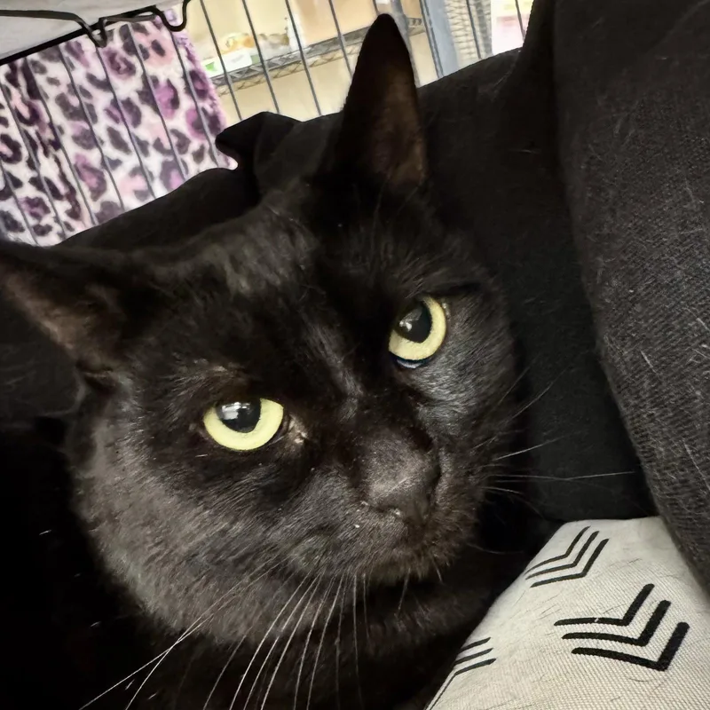 An adult medium-sized male Black Domestic Short Hair cat named Bullwinkle for adoption in Winchendon, MA