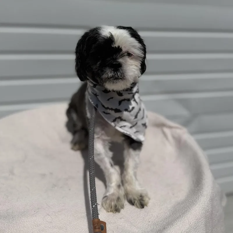 An adult small-sized male White / Cream Shih Tzu dog named Banjo for adoption in Newberg, OR