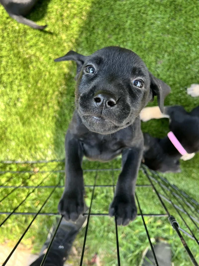 A baby large-sized male Black Labrador Retriever dog named Puppies for adoption in Vernon Hills, IL