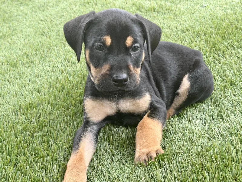 Puppies thumbnail 2