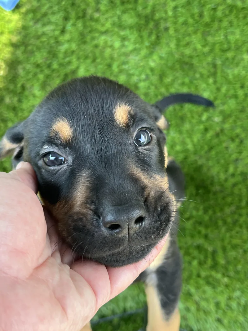 Puppies thumbnail 3