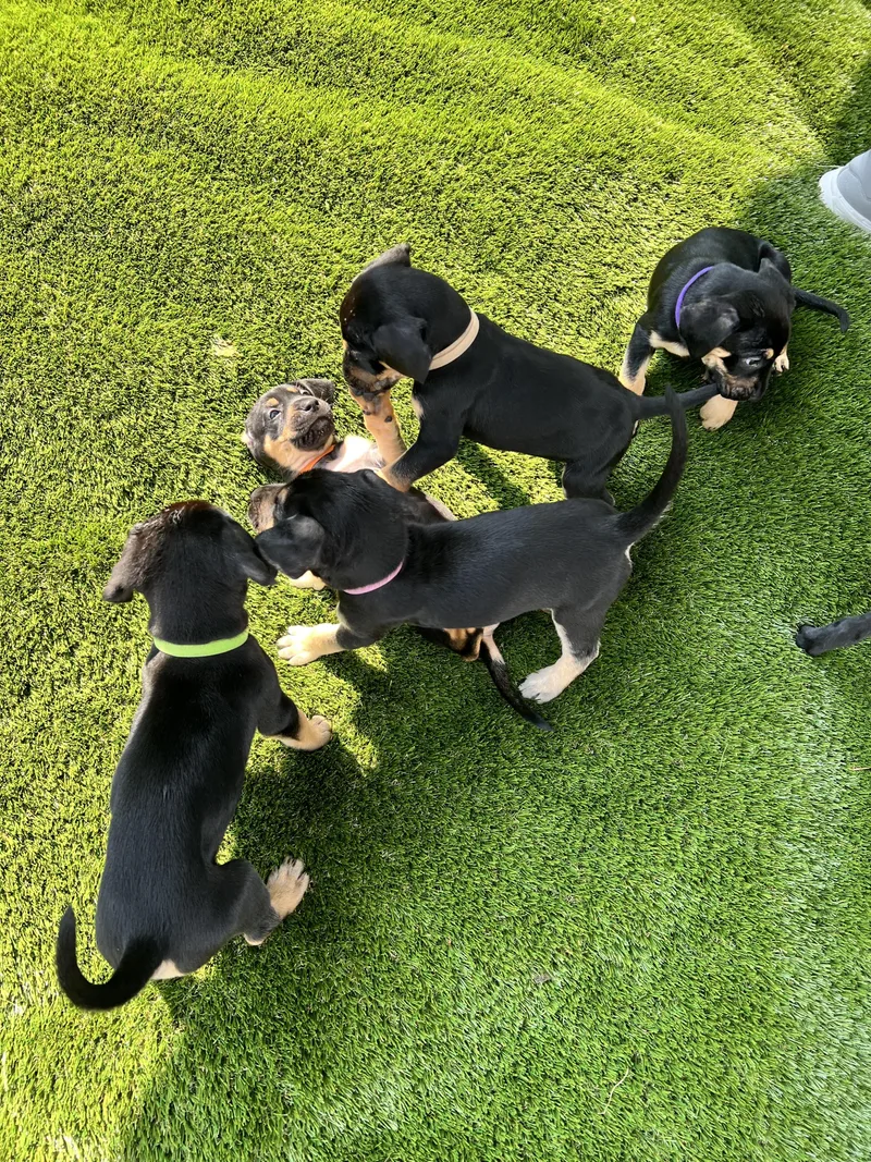 Puppies thumbnail 4