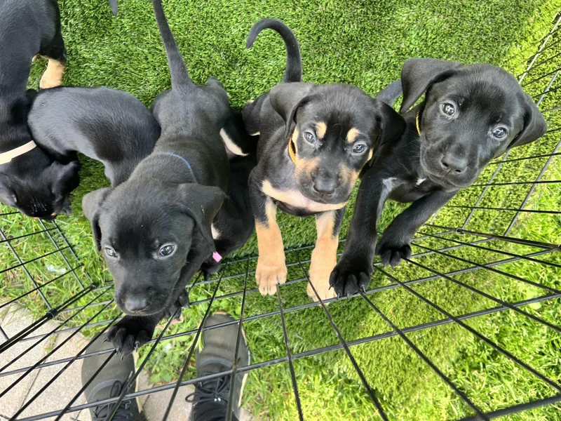 Puppies thumbnail 5