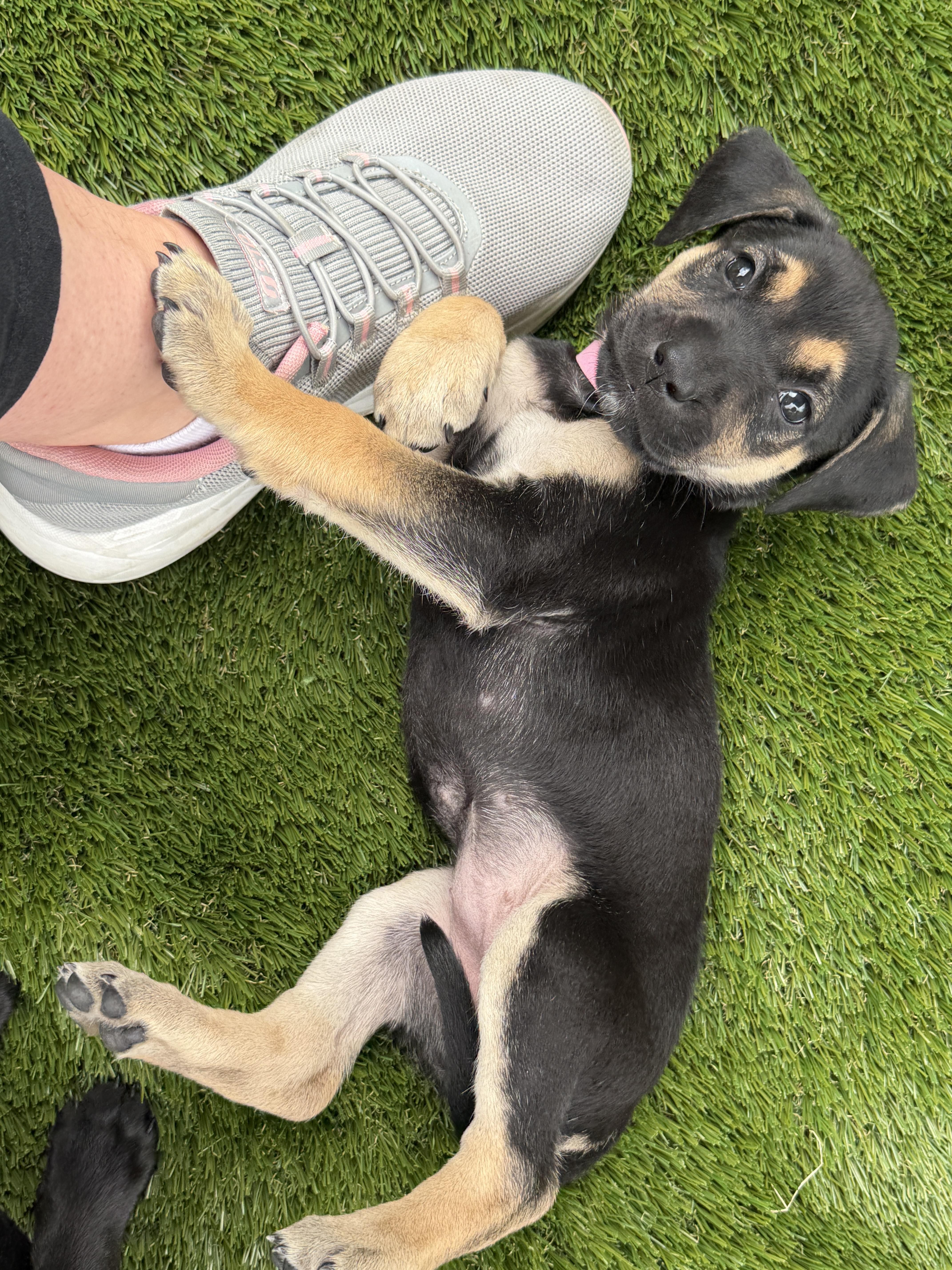 Puppies thumbnail 6