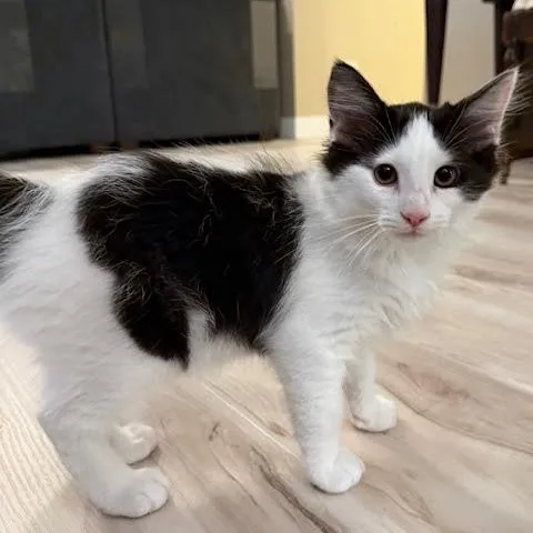 A baby medium-sized male Black & White / Tuxedo Tuxedo cat named Cowboy for adoption in Woodland Hills, CA
