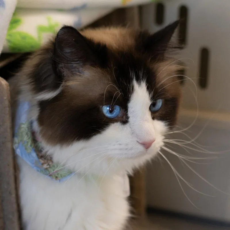 An adult large-sized female White Domestic Long Hair cat named Indigo for adoption in Lakewood, CO