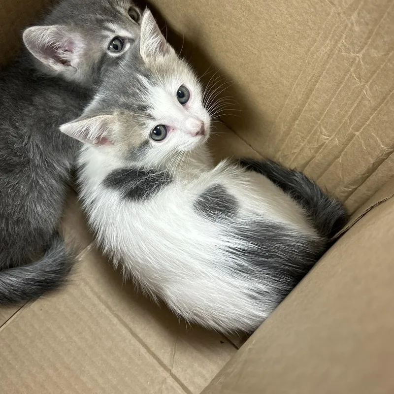 A baby small-sized female White Domestic Medium Hair cat named Hufflepuff for adoption in Henderson, NV