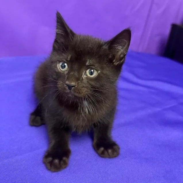 A baby small-sized female Black Domestic Short Hair cat named Miley for adoption in North Myrtle Beach, SC