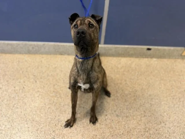 A young small-sized female Shar-Pei dog named Bella Serpa for adoption in Miami, FL