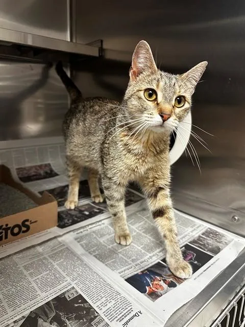 A young small-sized female Domestic Short Hair cat named Betsy for adoption in Olivette, MO