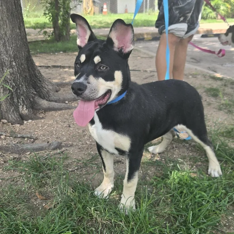 A baby medium-sized female Black Husky dog named Kia for adoption in Austin, TX