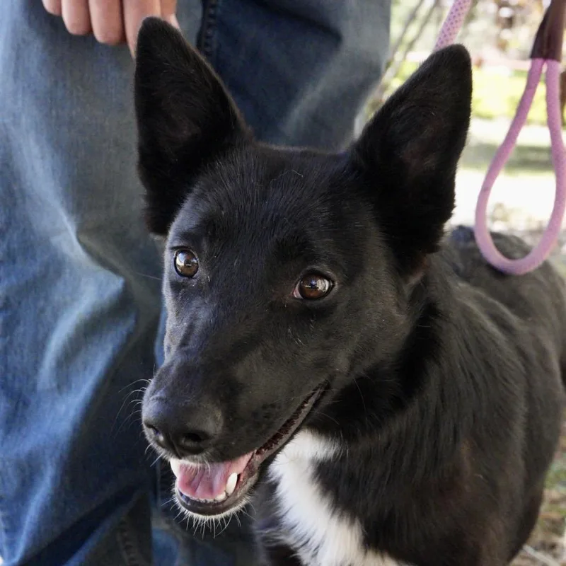 A young medium-sized female Black Border Collie dog named Beth for adoption in Pagosa Springs, CO