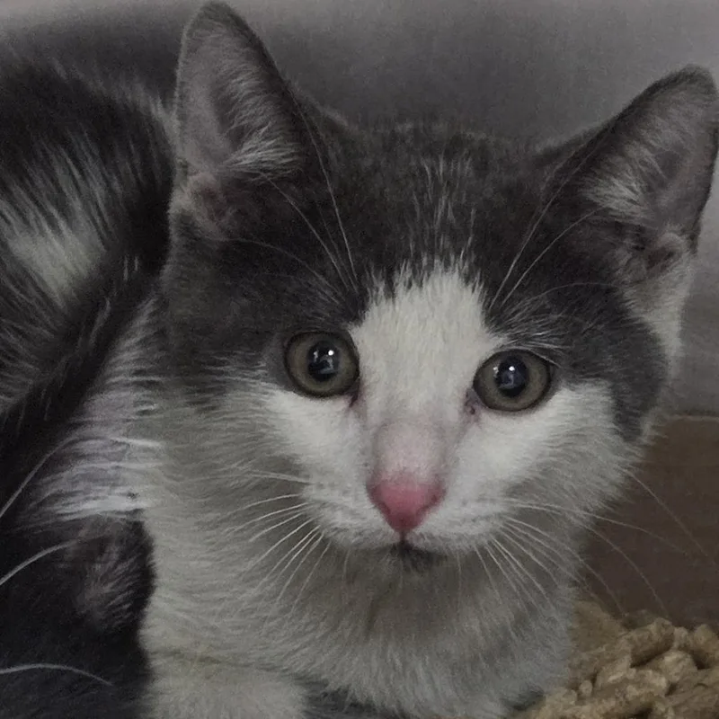 A baby small-sized female Gray / Blue / Silver Domestic Short Hair cat named Seth for adoption in Newark, NJ