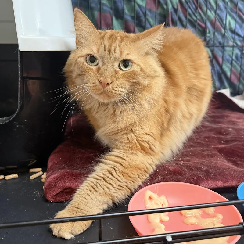 A young medium-sized male Maine Coon cat named Finigan Boy for adoption in Beaverton, OR