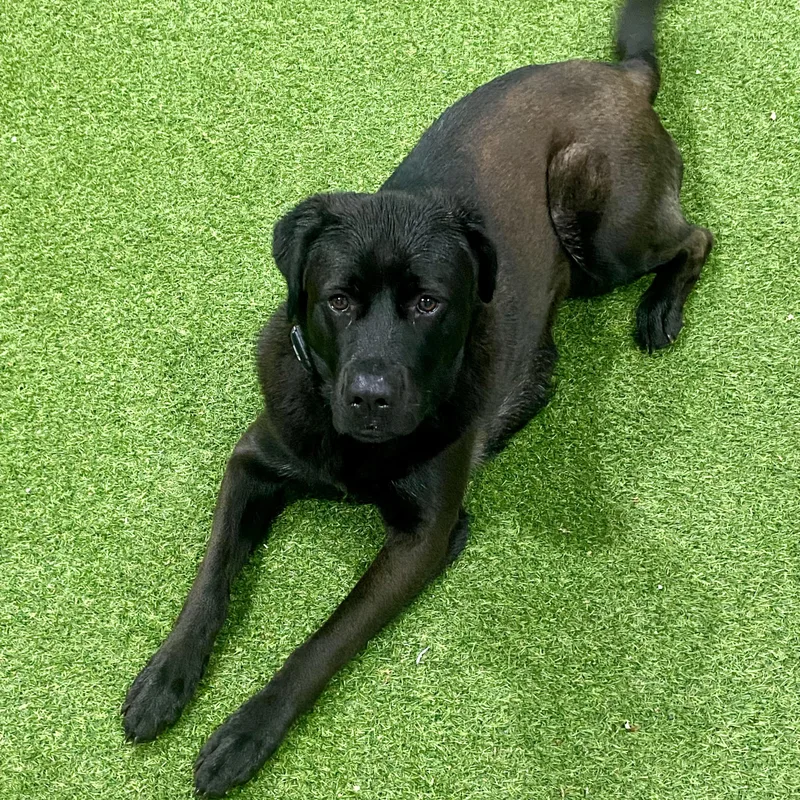 A young large-sized female Black Great Pyrenees dog named Lucy for adoption in Blairstown, NJ
