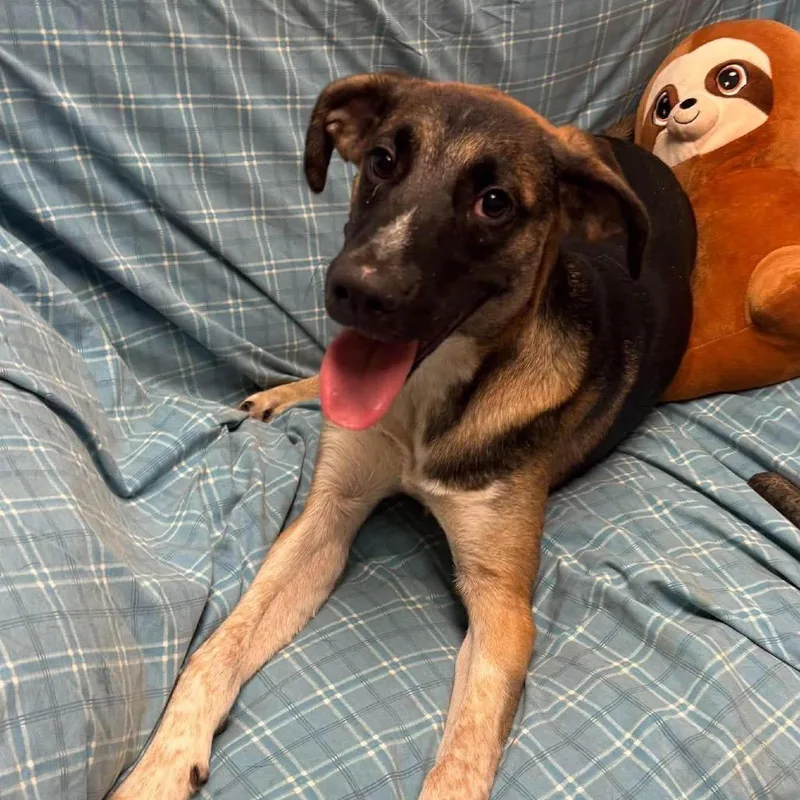 A baby large-sized male Shepherd dog named Meyers for adoption in Hackett, AR
