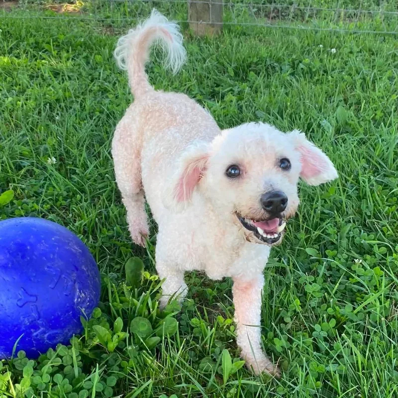 A senior small-sized male White / Cream Poodle dog named Snowball for adoption in Quakertown, PA