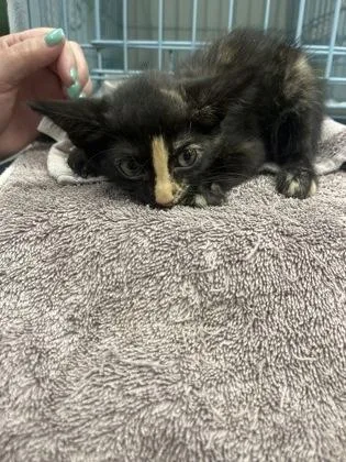 A baby small-sized female Domestic Short Hair cat named Roberta for adoption in Gainesville, FL
