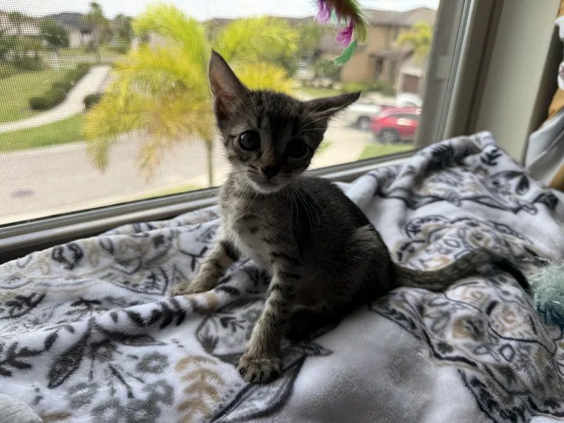 A baby medium-sized male Tabby (Brown / Chocolate) Tabby cat named Archiepurrfect Pair for adoption in Wimauma, FL