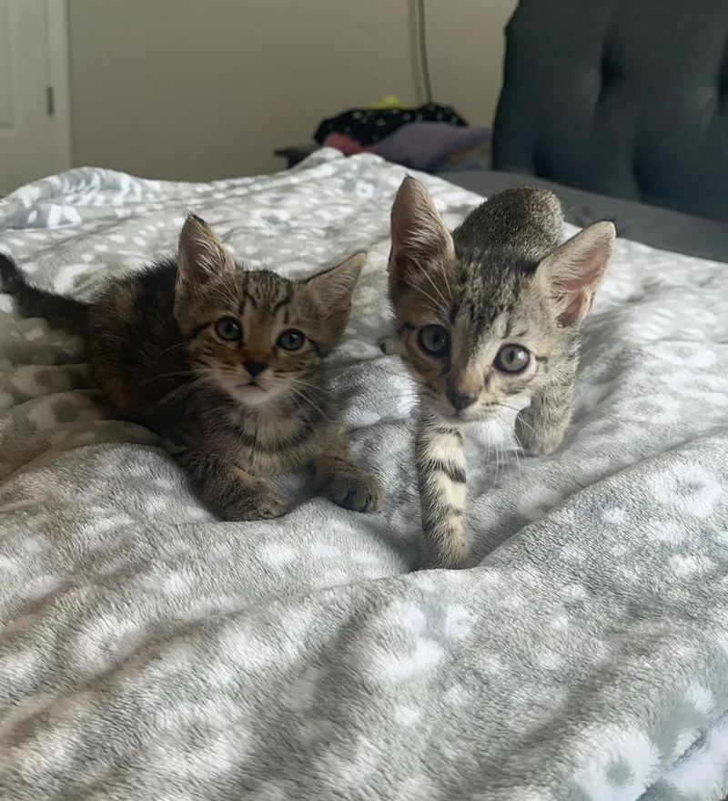 Archiepurrfect Pair thumbnail 2