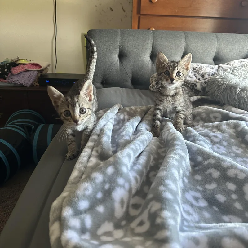 Archiepurrfect Pair thumbnail 3
