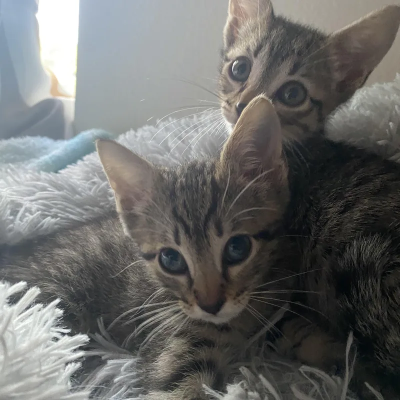 Archiepurrfect Pair thumbnail 5