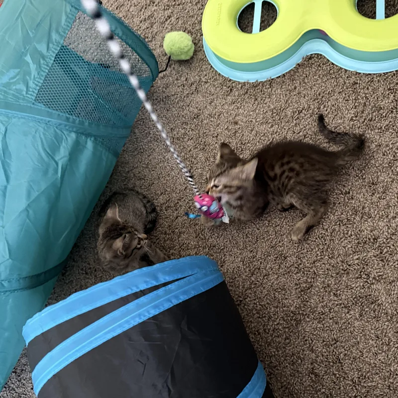 Archiepurrfect Pair thumbnail 6