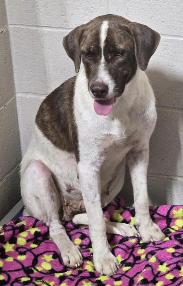 An adult large-sized female Hound dog named d Cutie for adoption in Dallas, GA