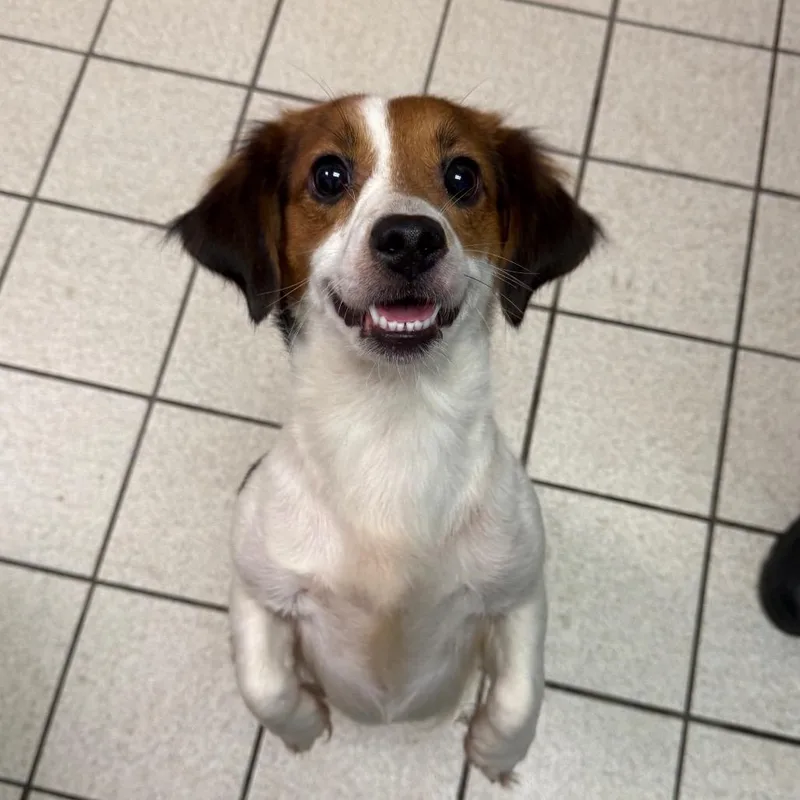 An adult small-sized female Black Mixed Breed dog named Chin Wag for adoption in Charleston, WV